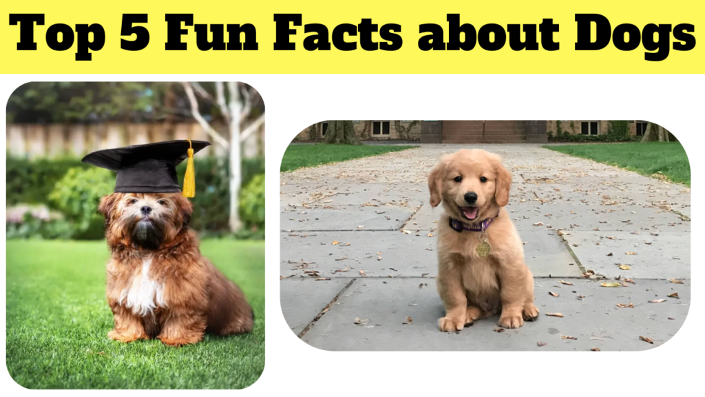 Top 5 Fun Facts About Dogs