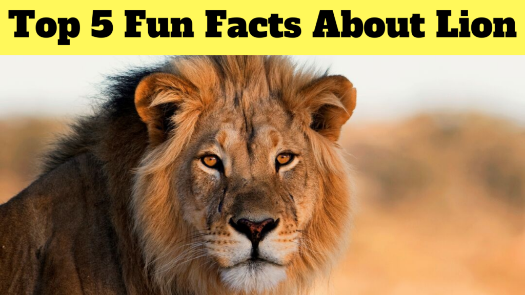 Top 5 Fun Facts About Lion