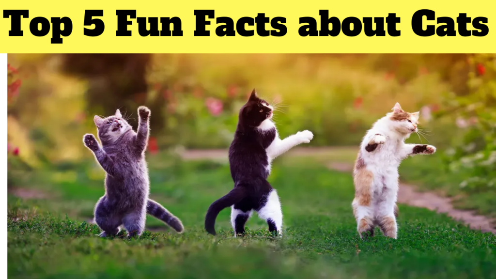 Top 5 Fun Facts about Cats